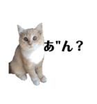 猫の猫写（個別スタンプ：15）