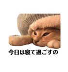 猫の猫写（個別スタンプ：16）