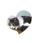 ニャンずLove×2スタンプ（個別スタンプ：5）