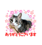 ニャンずLove×2スタンプ（個別スタンプ：6）