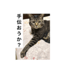 ニャンゴロースタンプ6（個別スタンプ：1）
