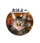 ニャンゴロースタンプ6（個別スタンプ：2）