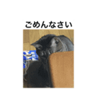ニャンゴロースタンプ6（個別スタンプ：5）