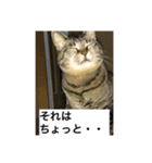 ニャンゴロースタンプ6（個別スタンプ：6）