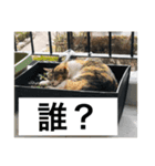 ニャンゴロースタンプ6（個別スタンプ：7）