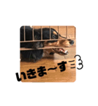 ミニチュアダックスのコタロー（個別スタンプ：3）
