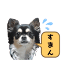 チワワのジャビとココとダックスのコタロー（個別スタンプ：8）