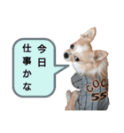 チワワのジャビとココとダックスのコタロー（個別スタンプ：9）