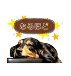 チワワのジャビとココとダックスのコタロー（個別スタンプ：11）