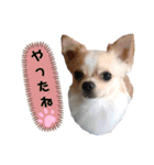 チワワのジャビとココとダックスのコタロー（個別スタンプ：13）