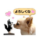 チワワのジャビとココとダックスのコタロー（個別スタンプ：15）