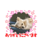 チワワのジャビとココです（個別スタンプ：5）