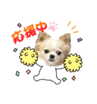 チワワのジャビとココです（個別スタンプ：8）