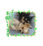 チワワのジャビとココです（個別スタンプ：9）
