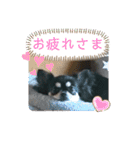 チワワのジャビとココです（個別スタンプ：10）