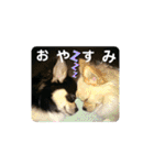 チワワのジャビとココです（個別スタンプ：11）