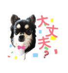 チワワのジャビとココです（個別スタンプ：15）