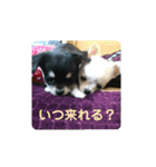 チワワのジャビとココです（個別スタンプ：16）