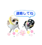 チワワのジャビとココです（個別スタンプ：17）
