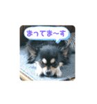 チワワのジャビとココです（個別スタンプ：18）