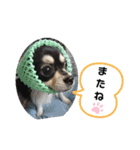 チワワのジャビとココです（個別スタンプ：24）