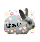 うさぎチビ（個別スタンプ：1）