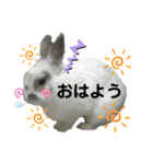 うさぎチビ（個別スタンプ：3）
