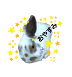 うさぎチビ（個別スタンプ：4）