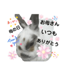 うさぎチビ（個別スタンプ：9）