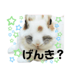 うさぎチビ（個別スタンプ：10）