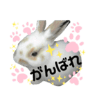 うさぎチビ（個別スタンプ：11）