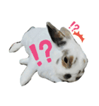うさぎチビ（個別スタンプ：14）