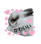うさぎチビ（個別スタンプ：16）