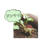 ジャッキー太郎・4（個別スタンプ：11）
