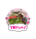 わんこスタンプ春（個別スタンプ：3）