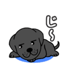 動物イラストのスタンプです（個別スタンプ：5）