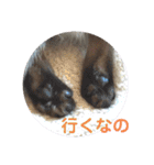 凛ちゃんなの（個別スタンプ：2）