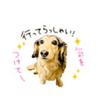 ダックスのケビンandチワワのマリリン♪②（個別スタンプ：10）