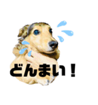 ダックスのケビンandチワワのマリリン♪②（個別スタンプ：24）