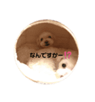 マルチーズのミンちゃん（個別スタンプ：3）
