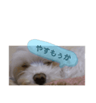 マルチーズのミンちゃん（個別スタンプ：6）