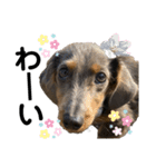 KaninchenDachshund.Uni（個別スタンプ：1）