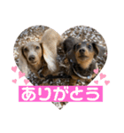 KaninchenDachshund.Uni（個別スタンプ：2）