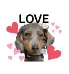 KaninchenDachshund.Uni（個別スタンプ：10）