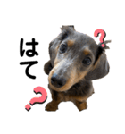 KaninchenDachshund.Uni（個別スタンプ：14）