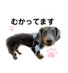 KaninchenDachshund.Uni（個別スタンプ：15）