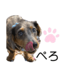 KaninchenDachshund.Uni（個別スタンプ：16）