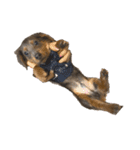 KaninchenDachshund.Uni（個別スタンプ：18）