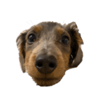 KaninchenDachshund.Uni（個別スタンプ：19）