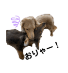 KaninchenDachshund.Uni（個別スタンプ：21）